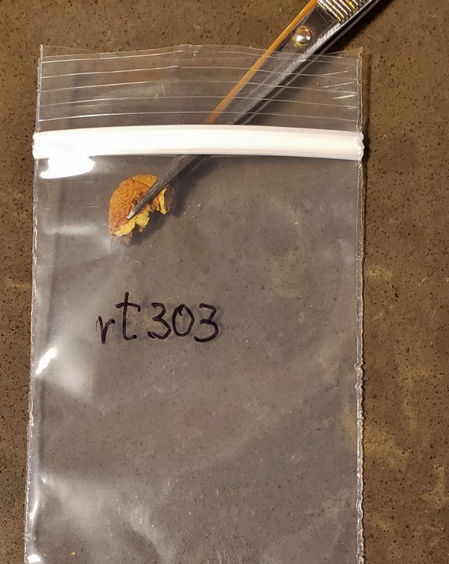 plant sample in small plastic bag