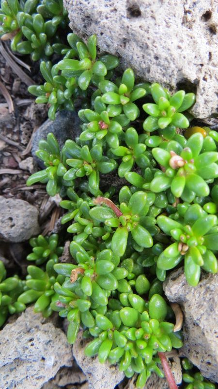 plant sample - succulent